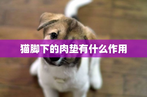 貓腳下的肉墊有什么作用