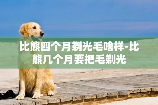 比熊四個月剃光毛啥樣-比熊幾個月要把毛剃光