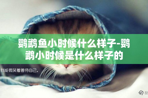 鸚鵡魚小時候什么樣子-鸚鵡小時候是什么樣子的