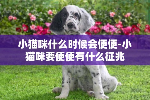 小貓咪什么時候會便便-小貓咪要便便有什么征兆