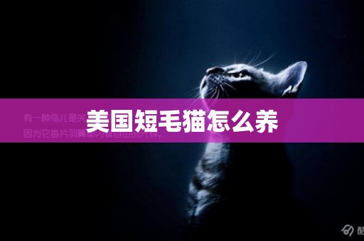 美國短毛貓怎么養