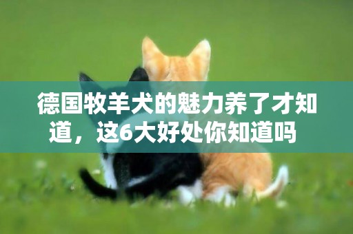 德國牧羊犬的魅力養了才知道，這6大好處你知道嗎 