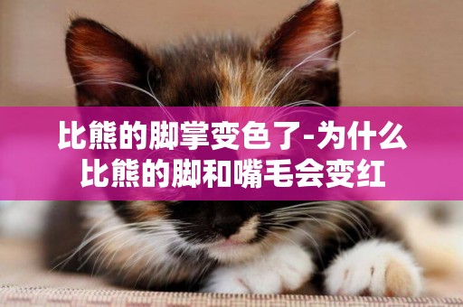 比熊的腳掌變色了-為什么比熊的腳和嘴毛會變紅