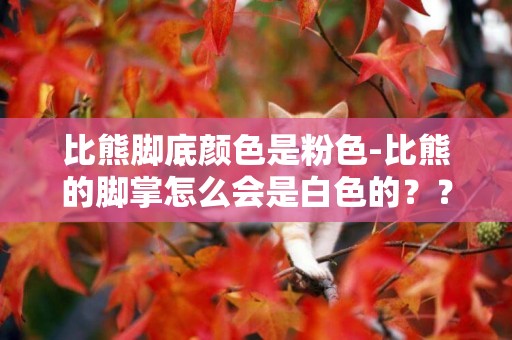 比熊腳底顏色是粉色-比熊的腳掌怎么會是白色的？？