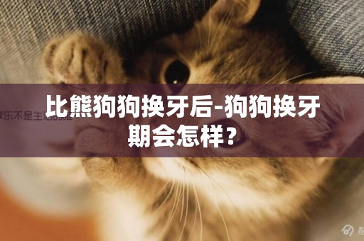 比熊狗狗換牙后-狗狗換牙期會怎樣？