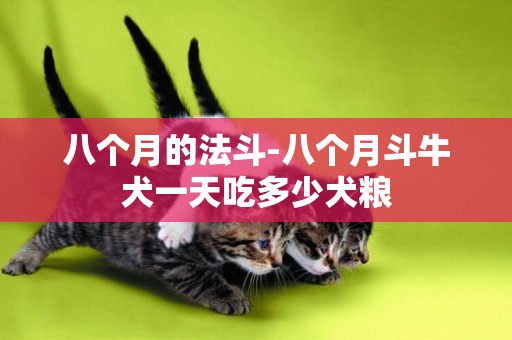 八個月的法斗-八個月斗牛犬一天吃多少犬糧