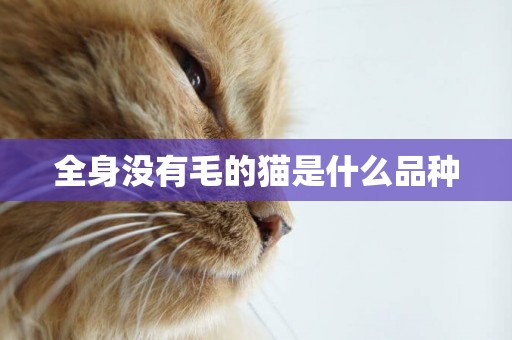 全身沒有毛的貓是什么品種