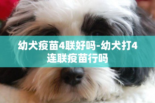 幼犬疫苗4聯好嗎-幼犬打4連聯疫苗行嗎