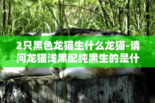 2只黑色龍貓生什么龍貓-請問龍貓淺黑配純黑生的是什么