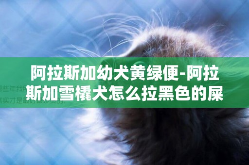 阿拉斯加幼犬黃綠便-阿拉斯加雪橇犬怎么拉黑色的屎