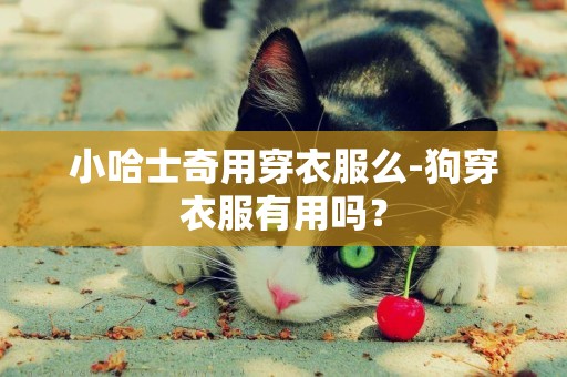小哈士奇用穿衣服么-狗穿衣服有用嗎？