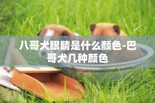 八哥犬眼睛是什么顏色-巴哥犬幾種顏色