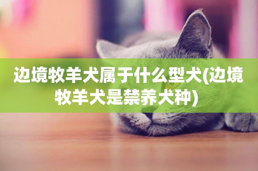 邊境牧羊犬屬于什么型犬(邊境牧羊犬是禁養犬種) 