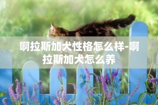 啊拉斯加犬性格怎么樣-啊拉斯加犬怎么養