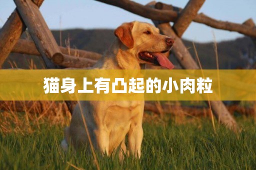 貓身上有凸起的小肉粒
