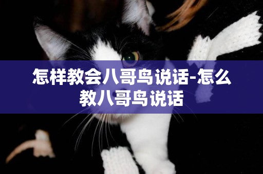 怎樣教會八哥鳥說話-怎么教八哥鳥說話