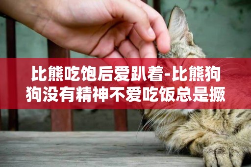 比熊吃飽后愛趴著-比熊狗狗沒有精神不愛吃飯總是撅著屁股趴著是怎么回事？