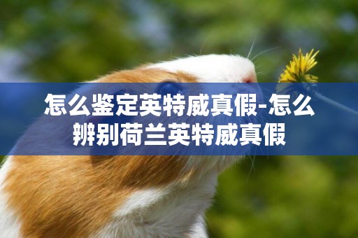怎么鑒定英特威真假-怎么辨別荷蘭英特威真假