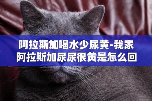 阿拉斯加喝水少尿黃-我家阿拉斯加尿尿很黃是怎么回事呢？已經十個月大了！