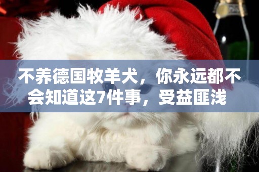 不養德國牧羊犬，你永遠都不會知道這7件事，受益匪淺 