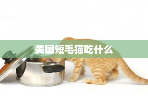 美國短毛貓吃什么