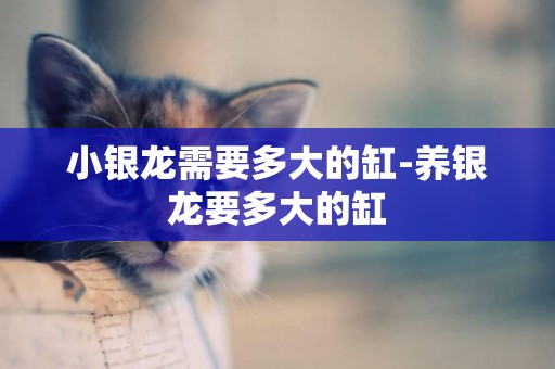 小銀龍需要多大的缸-養銀龍要多大的缸