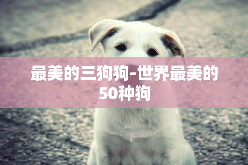 最美的三狗狗-世界最美的50種狗