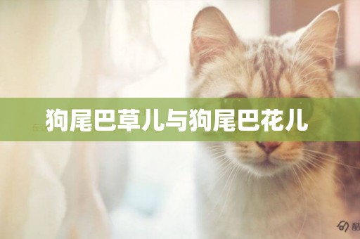 狗尾巴草兒與狗尾巴花兒 