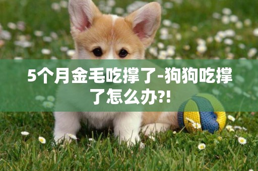 5個月金毛吃撐了-狗狗吃撐了怎么辦?!