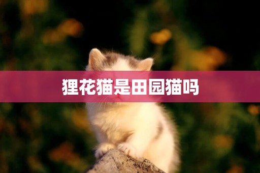 貍花貓是田園貓嗎