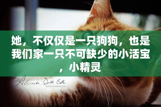 她，不僅僅是一只狗狗，也是我們家一只不可缺少的小活寶，小精靈 