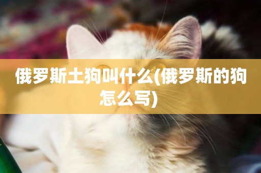 俄羅斯土狗叫什么(俄羅斯的狗怎么寫) 