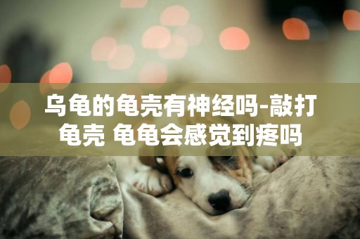 烏龜的龜殼有神經嗎-敲打龜殼 龜龜會感覺到疼嗎