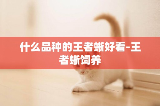 什么品種的王者蜥好看-王者蜥飼養