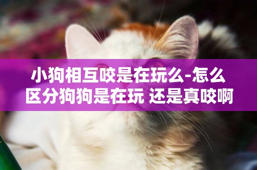 小狗相互咬是在玩么-怎么區分狗狗是在玩 還是真咬啊？？