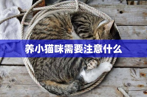 養小貓咪需要注意什么