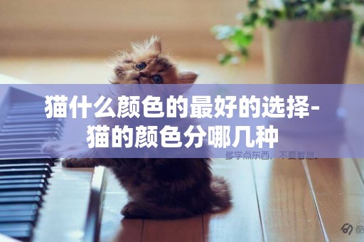 貓什么顏色的最好的選擇-貓的顏色分哪幾種