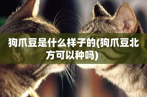 狗爪豆是什么樣子的(狗爪豆北方可以種嗎) 