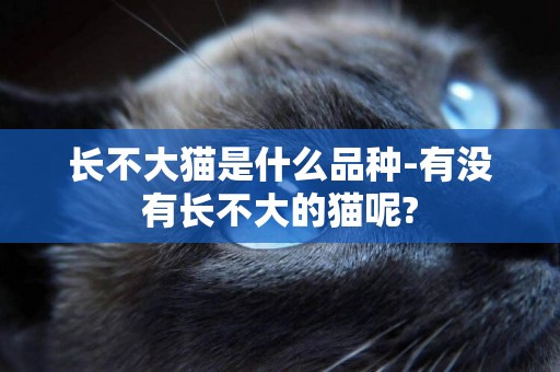 長不大貓是什么品種-有沒有長不大的貓呢?