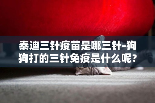 泰迪三針疫苗是哪三針-狗狗打的三針免疫是什么呢？