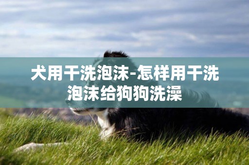 犬用干洗泡沫-怎樣用干洗泡沫給狗狗洗澡
