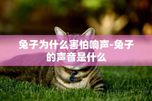 兔子為什么害怕響聲-兔子的聲音是什么