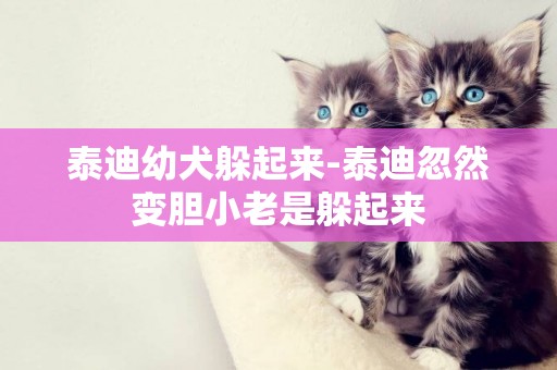 泰迪幼犬躲起來-泰迪忽然變膽小老是躲起來