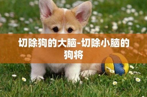 切除狗的大腦-切除小腦的狗將