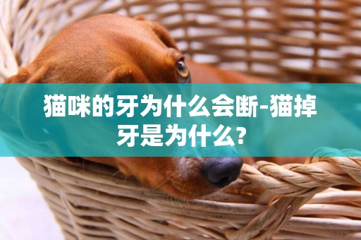 貓咪的牙為什么會斷-貓掉牙是為什么?
