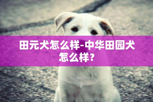 田元犬怎么樣-中華田園犬怎么樣？