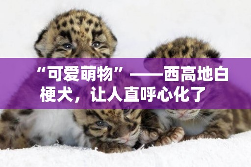 “可愛萌物”——西高地白梗犬，讓人直呼心化了 