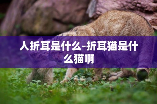 人折耳是什么-折耳貓是什么貓啊