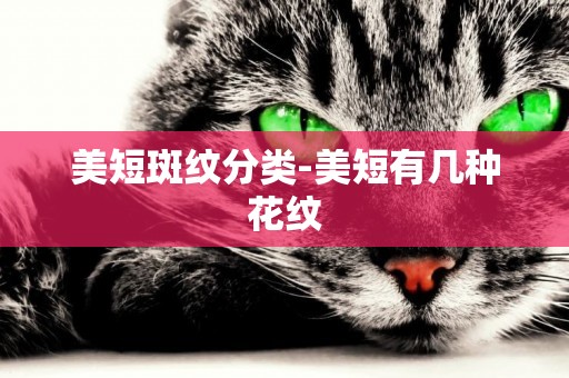 美短斑紋分類-美短有幾種花紋