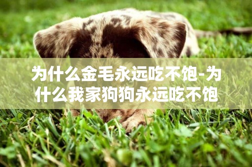 為什么金毛永遠吃不飽-為什么我家狗狗永遠吃不飽